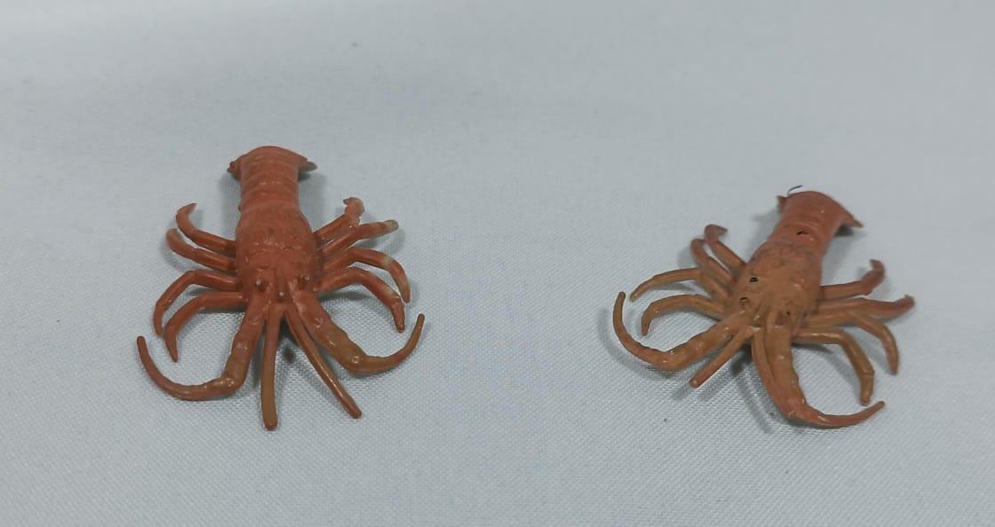 Gran Tesoro del Océano: Expedición Acuática.